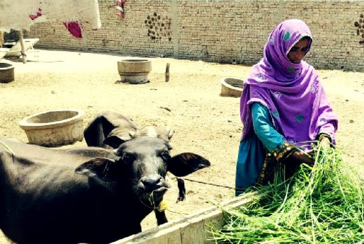 Livestock Lift Program